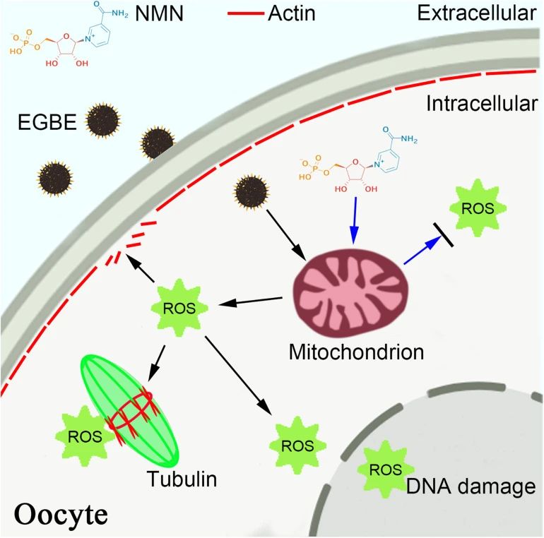 NMN improves fertility NMN improves fertility