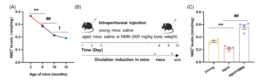 (Figure A: Ovarian NAD+ levels decline with age; Figure C: Ovarian NAD+ levels significantly increased after short-term NMN supplementation) (Figure A: Ovarian NAD+ levels decline with age; Figure C: Ovarian NAD+ levels significantly increased after short-term NMN supplementation)