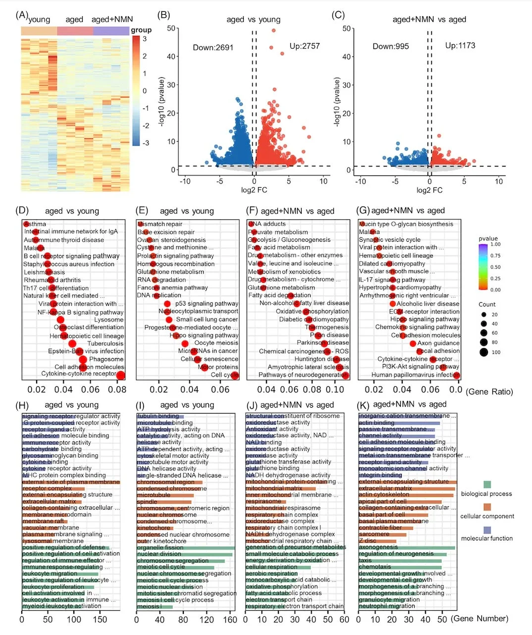 Ovarian transcriptome analysis revealed the mechanism of NMN inhibiting ovarian senescence Ovarian transcriptome analysis revealed the mechanism of NMN inhibiting ovarian senescence