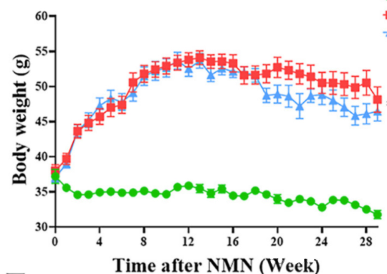 NMN is beneficial to hyperlipidemia and long-term use can reduce physiological decline