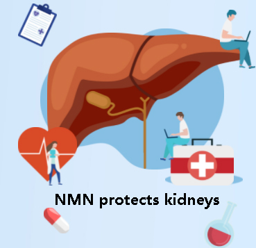 NMN protects the kidneys NMN protects the kidneys