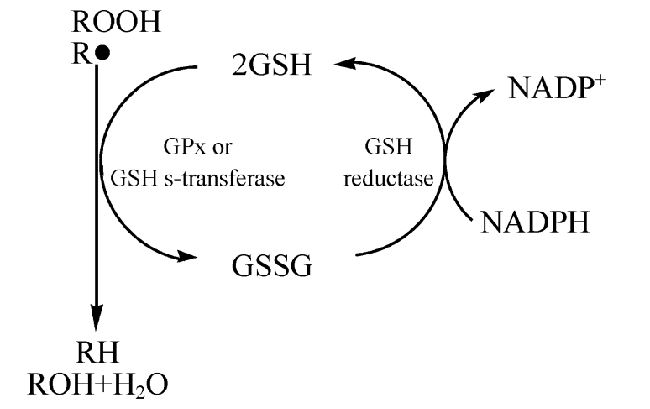 Glutathione Reduce oxidative damage Glutathione Reduce oxidative damage