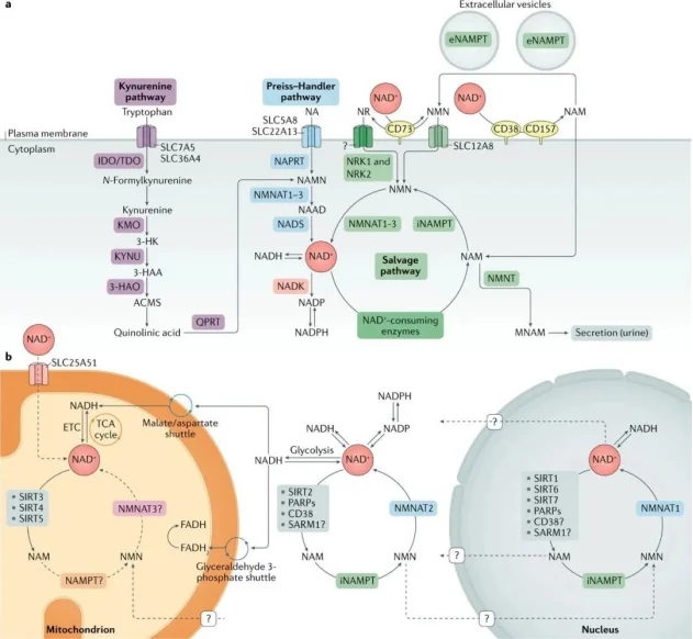 NAD is involved in various reactions in human body NAD is involved in various reactions in human body