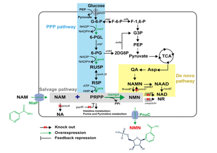 Modified Escherichia coli to synthesize NMN efficiently