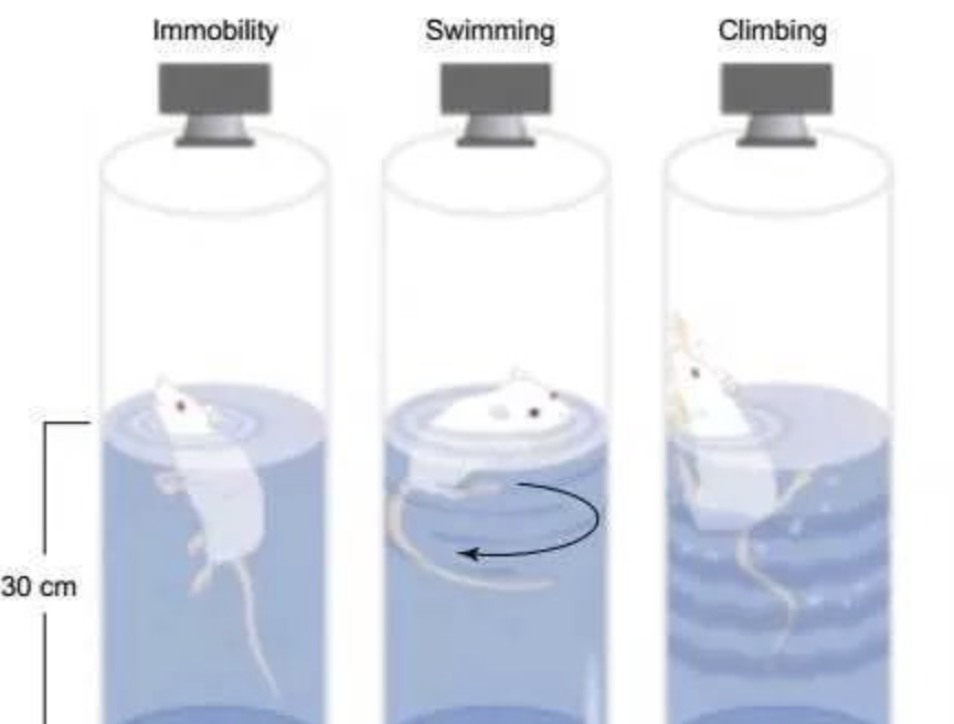 they found that the NMN-treated mice exhibited less depression-like behavior than untreated mice.
