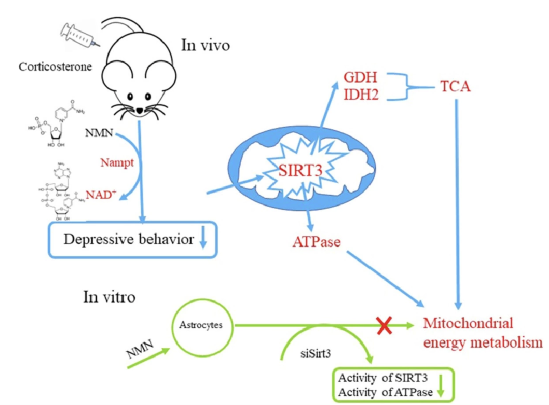 These results show that NMN can alleviate depressive behavior in mice