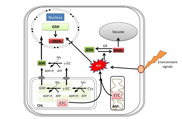 Therapeutic Theory of Glutathione Supplements Therapeutic Theory of Glutathione Supplements