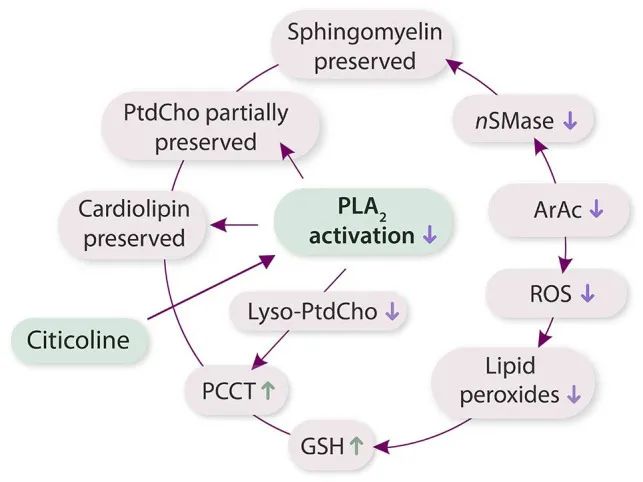 Citicoline neuroprotective pathway