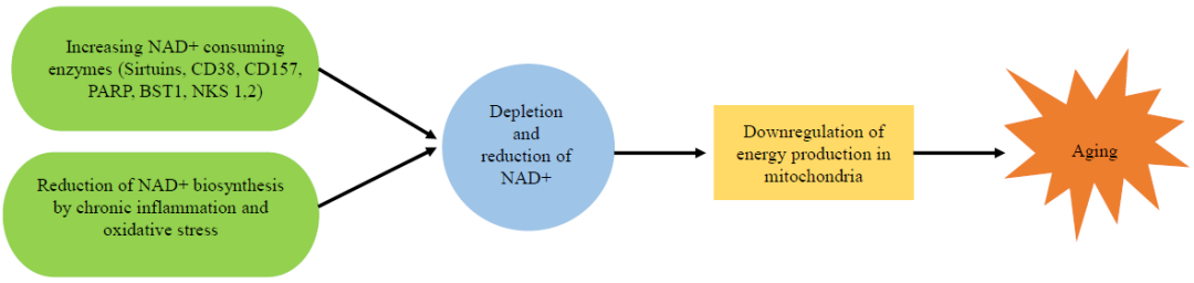 Reasons for the reduction of NAD+ in the body during aging