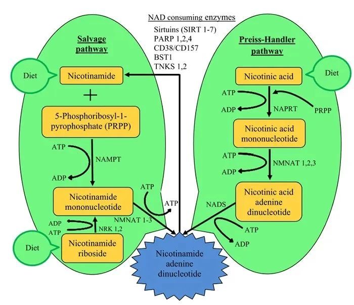 Pathway of NMN participating in NAD+ synthesis in mammalian cells