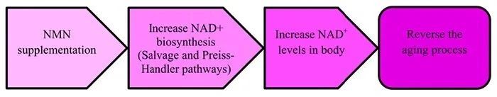 The mechanism of NMN anti-aging