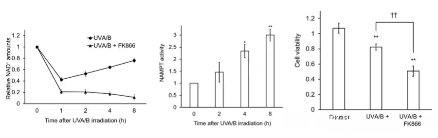 Effects of NAMPT on NAD+ level and cells after UV damage
