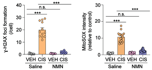 NMN reduces DNA damage and mitochondrial reactive oxygen species (mROS)