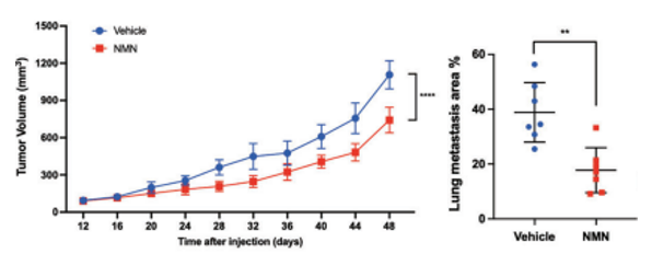 NMN can inhibit more than 10% of tumor growth and reduce the spread to the lungs by about half