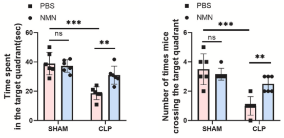 NMN combats cognitive impairment caused by inflammation by activating SIRT1