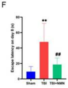 NMN improves spatial learning and memory after TBI