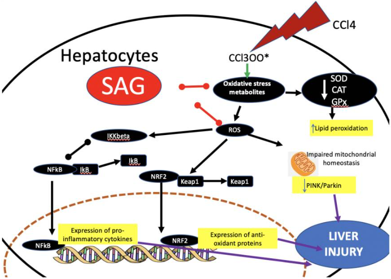 Illustration of the SAG mechanism