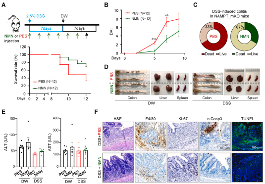 NMN supplementation protects mice from inflammatory bowel disease