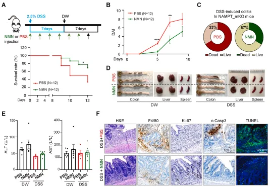 NMN supplementation protects mice from inflammatory bowel disease