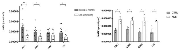 NMN restores decreased NAD+ levels in the hypothalamus