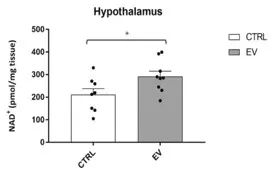 NAMPT-containing vesicles increase hypothalamic NAD+ levels