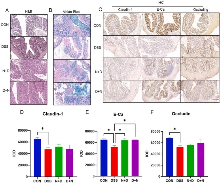 In vivo studies also found that the use of NMN could improve intestinal permeability imaging and FD4 detection in IBD patients.