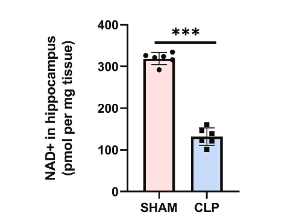 Figure: The level of NAD+ in the hippocampus of CLP mice was significantly lower than that of the control group