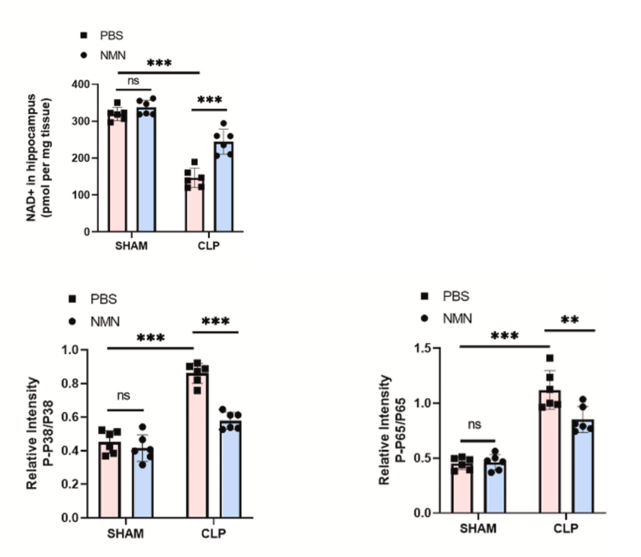 Figure: NMN enhanced NAD+ levels and reduced inflammatory responses in CLP mice