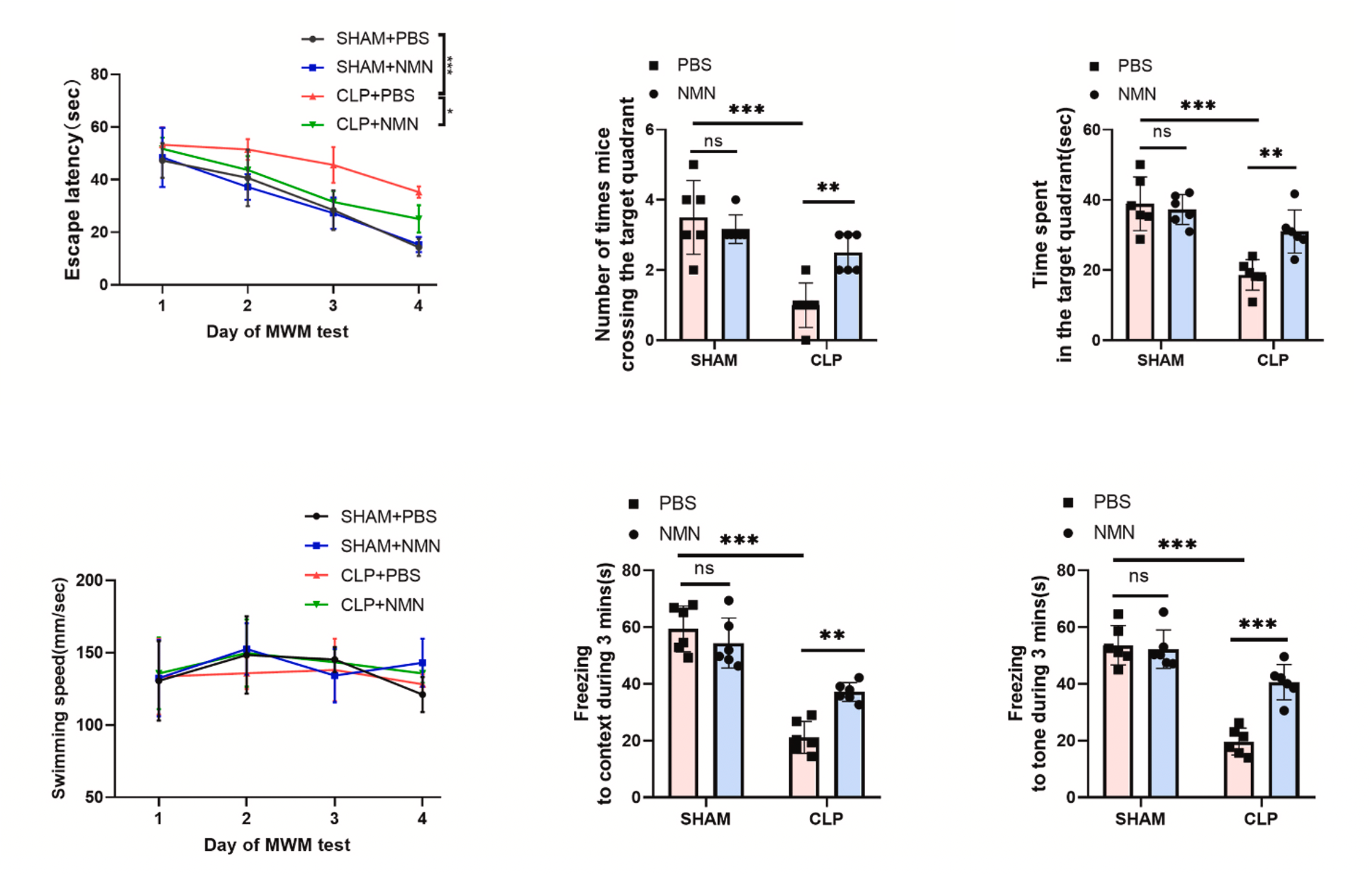 Figure: NMN improves memory impairment in CLP mice