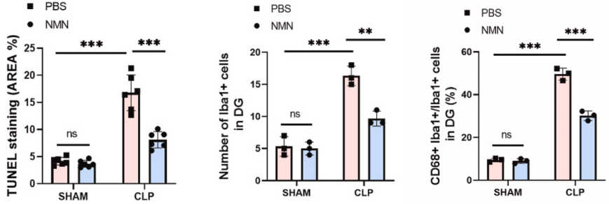 Figure: NMN attenuates apoptosis and inhibits microglial activation in the hippocampal region