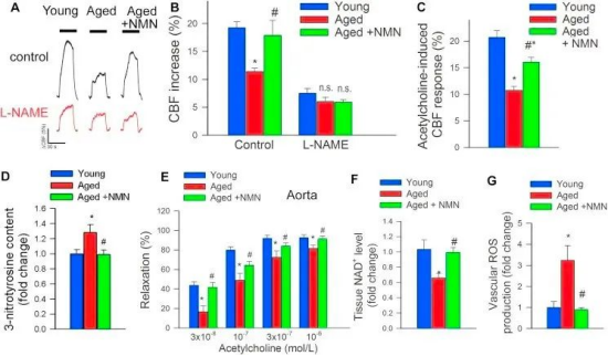 Figure: NMN improves microvascular endothelial function and rescues neurovascular coupling in aged mice