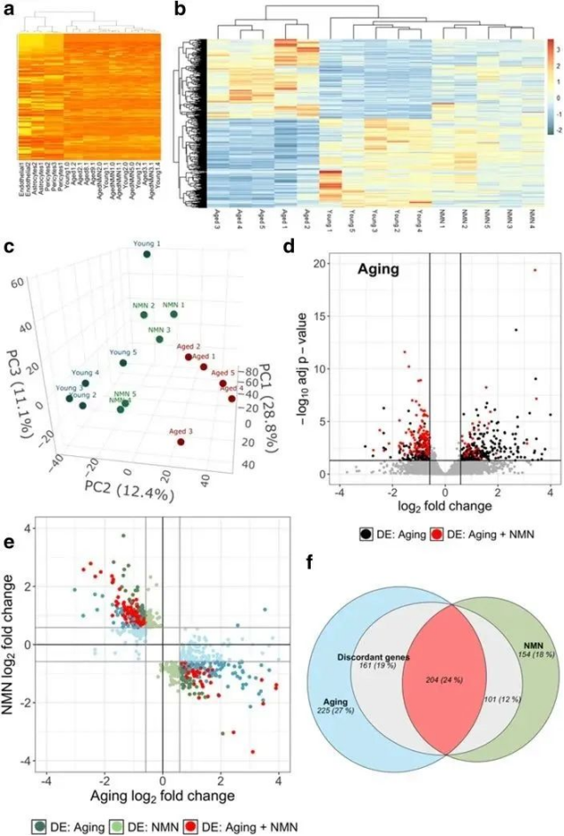 Figure: NMN reverses age-related gene expression in vascular nerves
