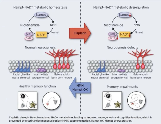 Figure: NMN prevents cisplatin-induced cognitive impairment