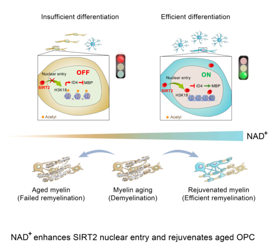 Figure: Increasing NAD+ levels can help delay central nervous aging