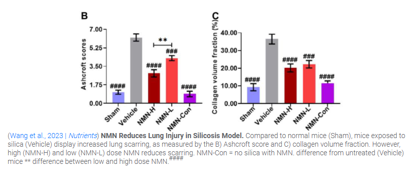 NMN treatment also maintained the structure of the alveoli