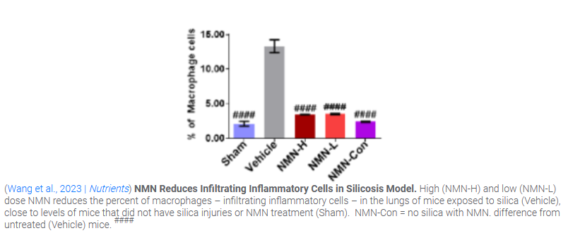 NMN Reduces Infiltrating Inflammatory Cells in silicosis Model.