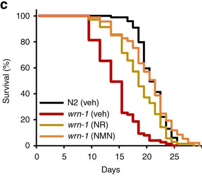 NMN promotes metabolism