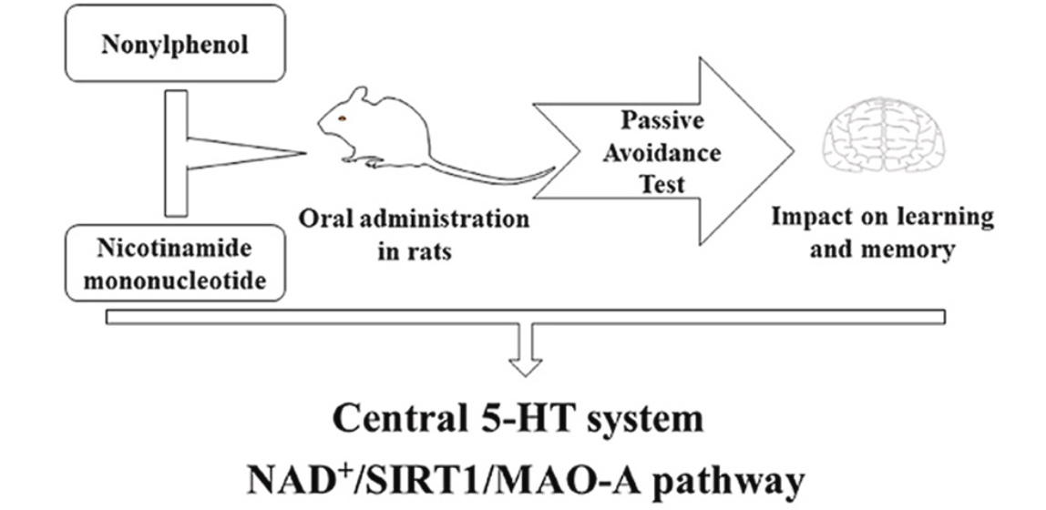 Central 5-HT system NAD/SIRT1/MAO-A pathway