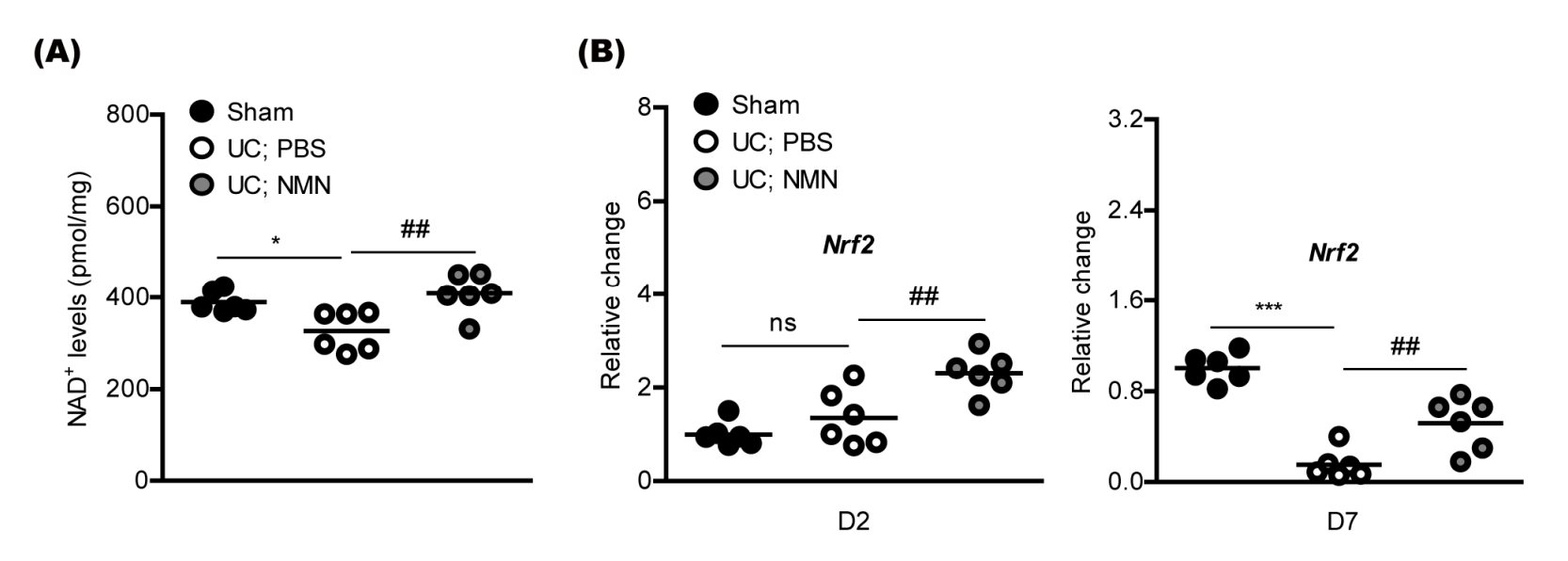 Figure: NMN inhibits the decline of NAD+ and regulates antioxidant pathways