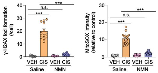 NMN reduces DNA damage and mitochondrial reactive oxygen species (mROS).