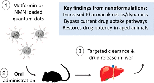 Oral quantum dot-attached NMN and metformin substantially increases liver cell uptake of the therapeutic agents and enhances their potency.