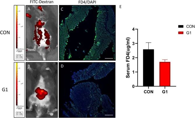 NMN reduces intestinal mucosal permeability and maintains mucosal barrier integrity.