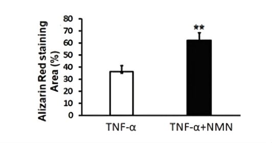 NMN promotes bone formation, and the reduction of osteoblasts induced by TNF-α is offset by NMN (TNF-α+NMN)