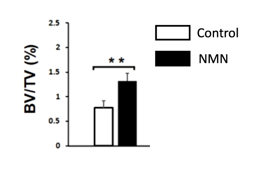 The bone accumulation (BV/TV) of untreated osteoporotic mice (control) was lower than that of NMN-treated osteoporotic mice.