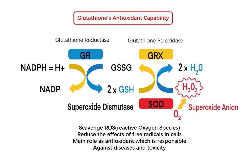 Glutathione's Antioxidant Capability