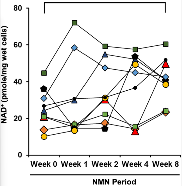 Chronic oral administration of NMN increases PBMC NAD+ levels