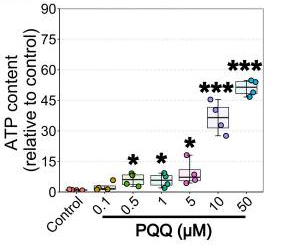 The effect of PQQ administration on ATP in vitro