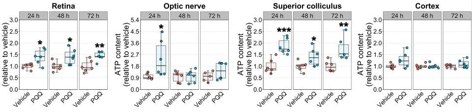 The effect of PQQ administration on ATP levels in visual system tissues in vivo