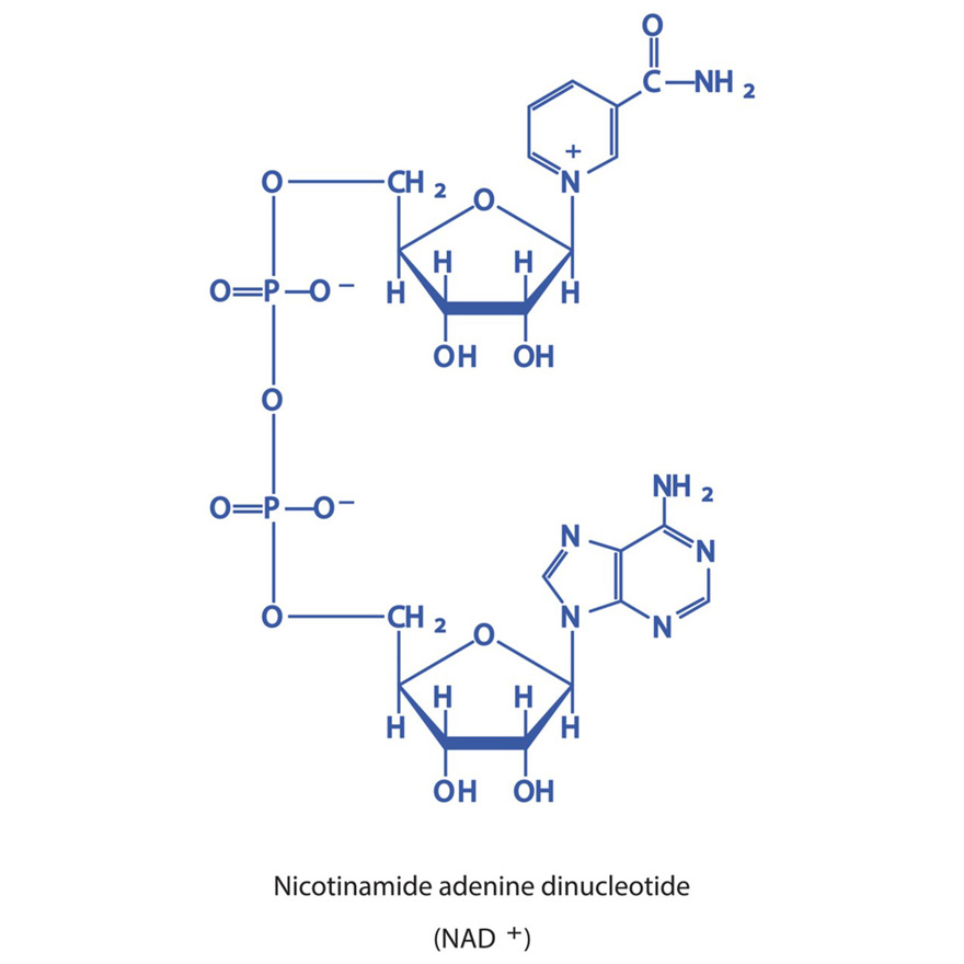 NAD+