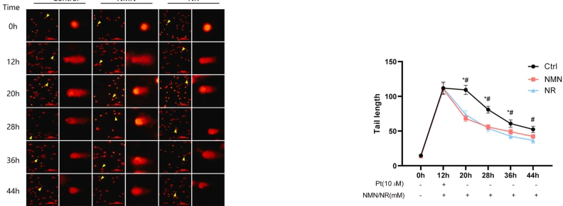 NMN and NR promote the repair of cisplatin-treated DNA damage. NMN and NR promote the repair of cisplatin-treated DNA damage.